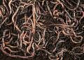 SDK Tensorlake versi 0.5.144 Disusupi Worm Pencuri Kredensial