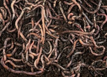 SDK Tensorlake versi 0.5.144 Disusupi Worm Pencuri Kredensial