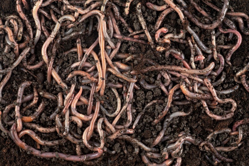 SDK Tensorlake versi 0.5.144 Disusupi Worm Pencuri Kredensial
